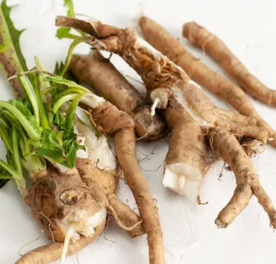 Fresh chicory roots with leaves on a white table
